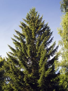 A nice single spruce tree against the dark blue sky