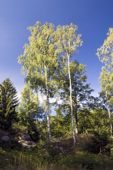 A couple of birch trees against the dark blue sky