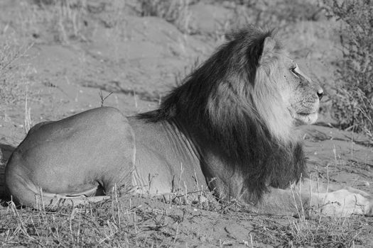 Majestic Male lion resting in the sun