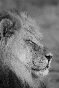 Majestic Male Lion resting in the sun