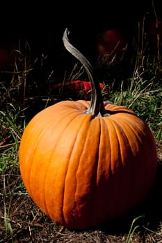 Pumpkin with an interesting curved stem