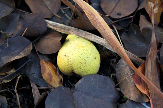 Pear lying on the ground strewn with fallen leaves