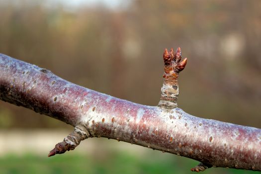 Flower buds on a branch of cherry