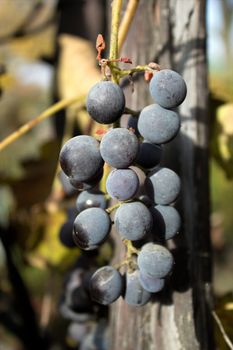 Bunch of grapes