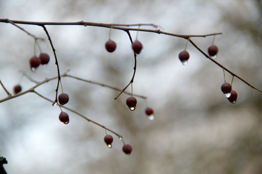 Rain drops on the fruit