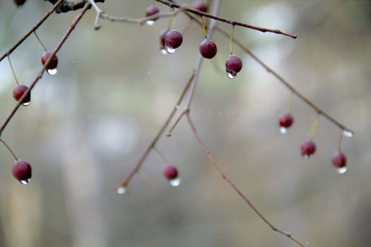 Rain drops on the fruit