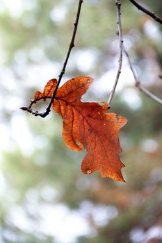 Leaf on a branch