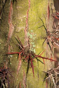 The spines on the trunk of a tree