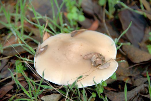 Mushroom on the forest edge