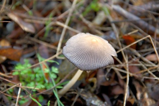 Mushroom on the forest edge