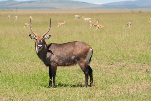 Antelope in the grasslands of South Africa