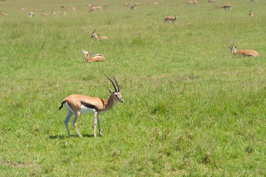 A herd of gazelles Grant in South African savanna