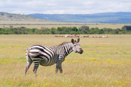 Zebra in the african savannah