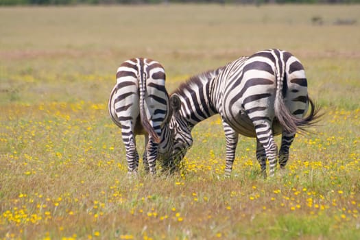 Two zebras grazing in the savannah