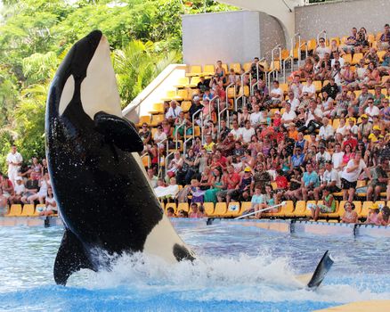 PUERTO DE LA CRUZ, TENERIFE - SEPTEMBER 8: New Orca Ocean exhibit has helped the Loro Parque become Tenerife's second most popular attraction on September 8, 2011 in Puerto De La Cruz, Tenerife.