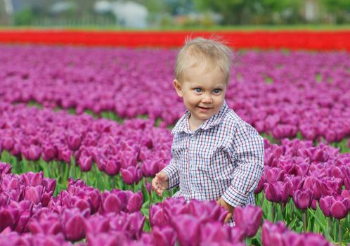 Boy runs between of the purple tulips field