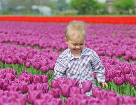 Boy runs between of the purple tulips field