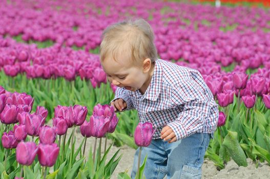 Boy runs between of the purple tulips field