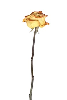 Nice yellow dry rose with high steam. Isolated on white with clipping path