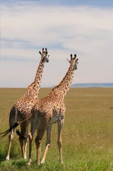 Giraffes through the grasslands of the Masai Mara Reserve (Kenya)