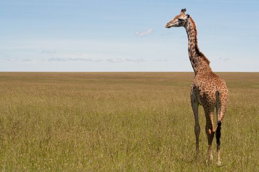 Giraffe through the grasslands of the Masai Mara Reserve (Kenya)