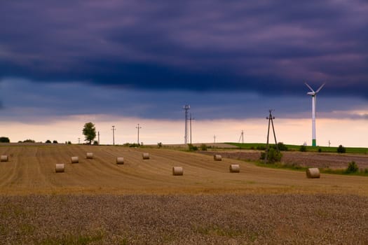 Summer landscape with rye field, wind turbines and electric poles
