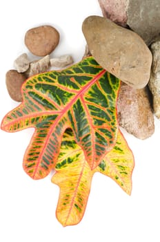 stones with color leaf on a white background