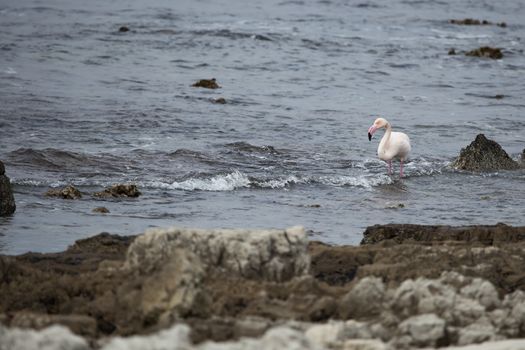 Wild flamingo standing in surf close to rocky shoreline.