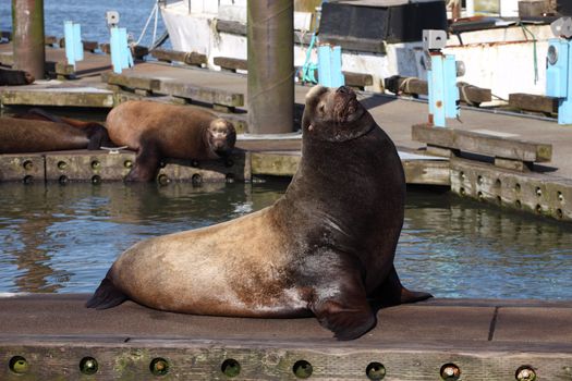 A male sea-lion basking in the sun on a pier in a marina in Astoria Oregon.