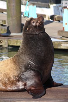 A male sea-lion basking in the sun on a pier in a marina in Astoria Oregon.