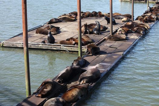Sea-lions basking on the warm sun on a platform in Astoria Oregon.