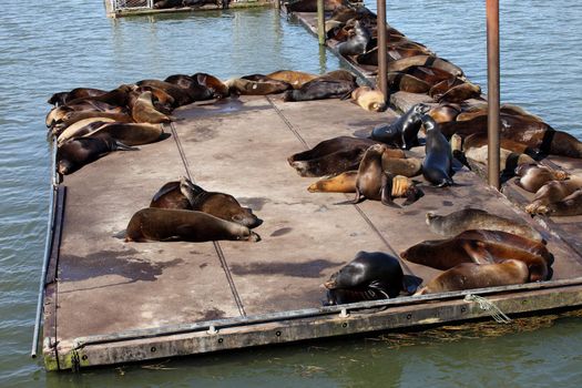Sea-lions basking on the warm sun on a platform in Astoria Oregon.