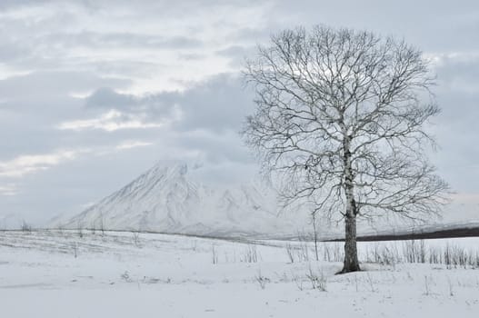 snow winter landscape on Kamchatka in Russia