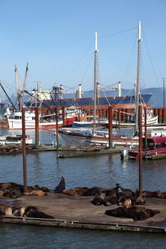 Marina with sea-lions occupying a portion of it in Astoria Oregon.