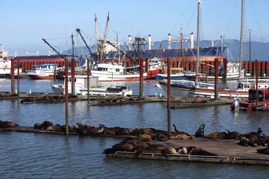 Marina with sea-lions occupying a portion of it in Astoria Oregon.