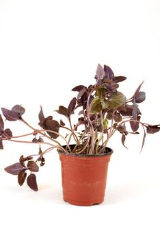 potted purple basil