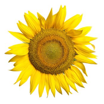 Isolated Sunflower