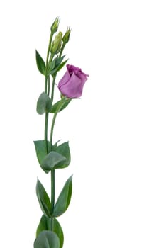 Beautiful pink flower isolated on white.
