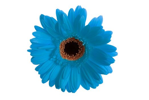 Gerbera flower isolated on white background.