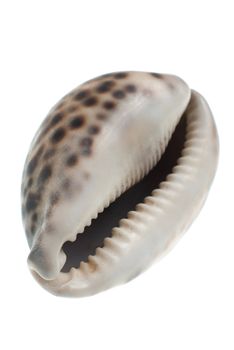 Seashell with dark spots isolate in white background.