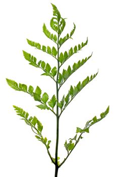 Fern leaf isolated on white background.