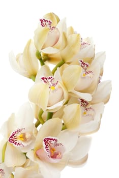 Orchid isolated on white background.
