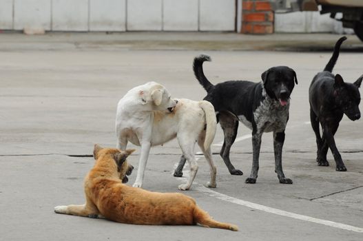 stray dogs on street