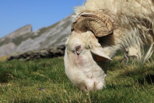 Close-up image of a ram grazing on a high altitude pasture in Pyrenees mountains.