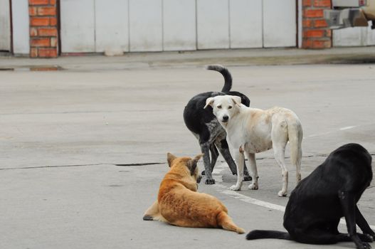 stray dogs on street