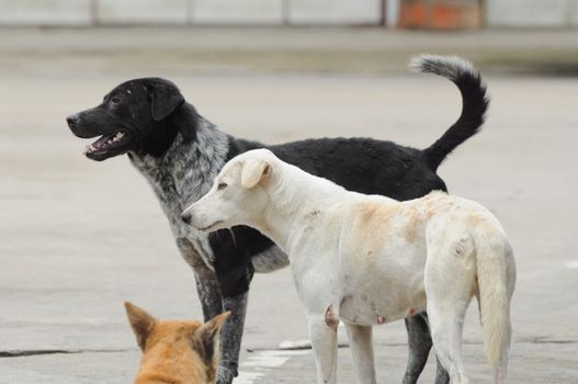 stray dogs on street