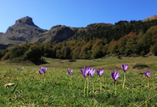 A field with violets flowers in Pyrenees mountains during the autumn.Location: Ossau Valley in Pyrenees Mountains in the South of France.