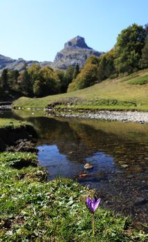 Beautiful landscape with a violet in the first plane and rocky mountains in the distance reflected in a water torrent-selective focus on the flower. Location: Ossau Valley in Pyrenees mountains in the South of France.