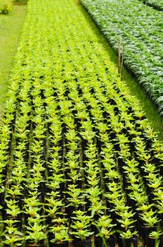Seedlings of the same sort at farms in Thailand