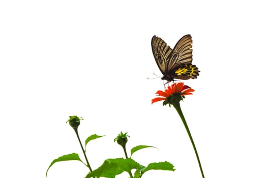 Butterfly on Cosmos flower and white background